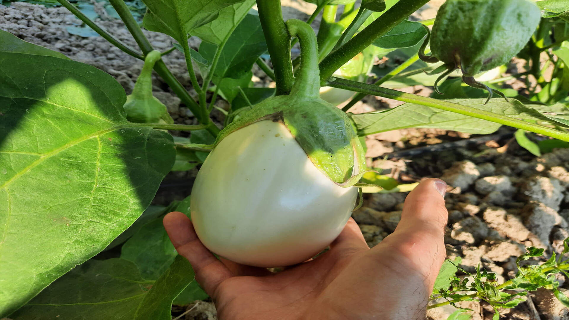 La melanzana bianca dell'Agriturismo Le Girandole