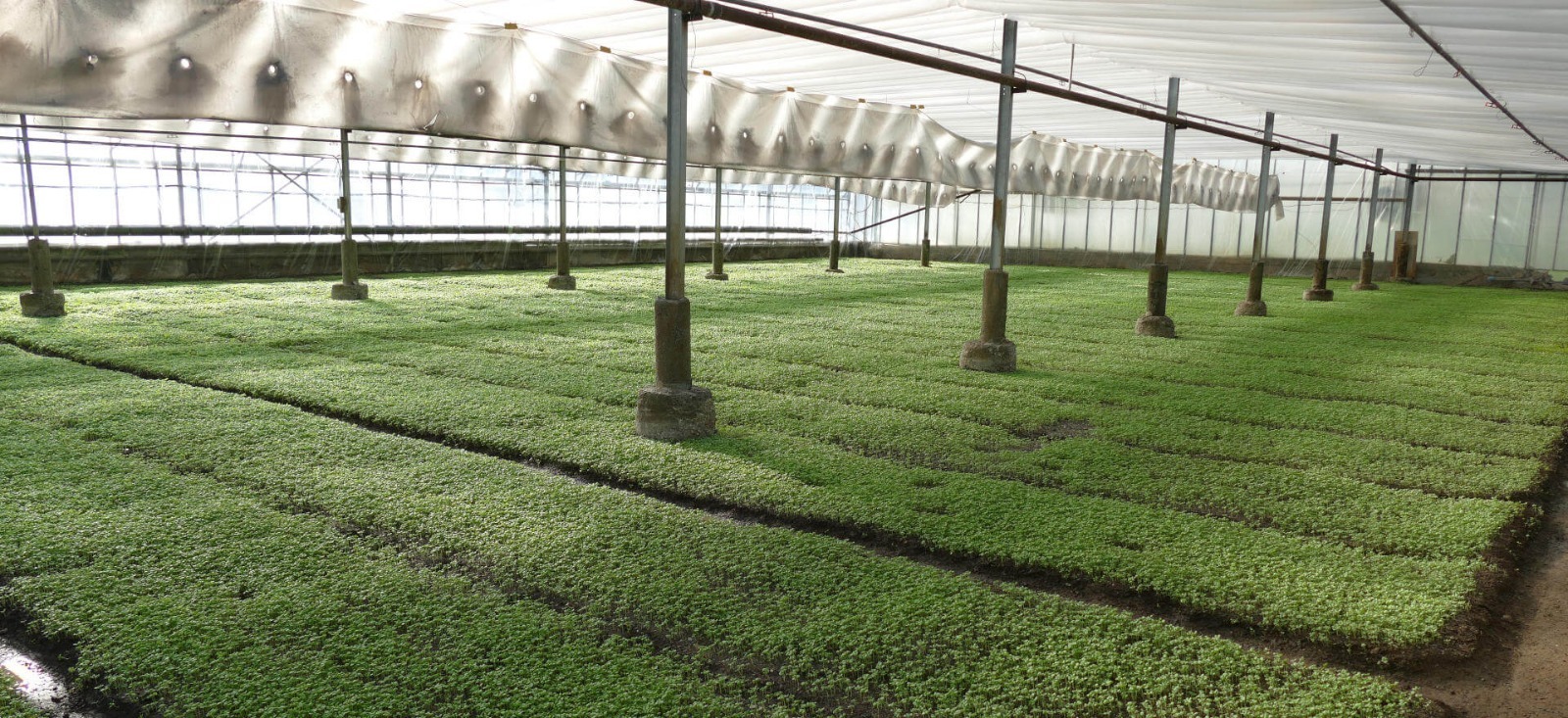 Basilikum aus Genua (g.U.): eine ligurische Spezialität