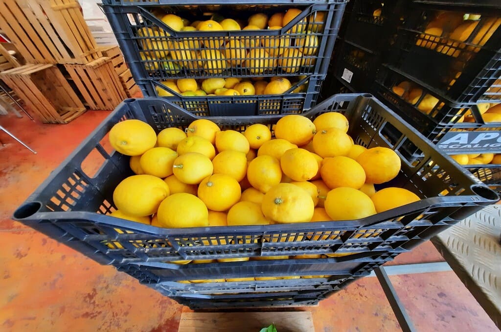 Cassette di limoni