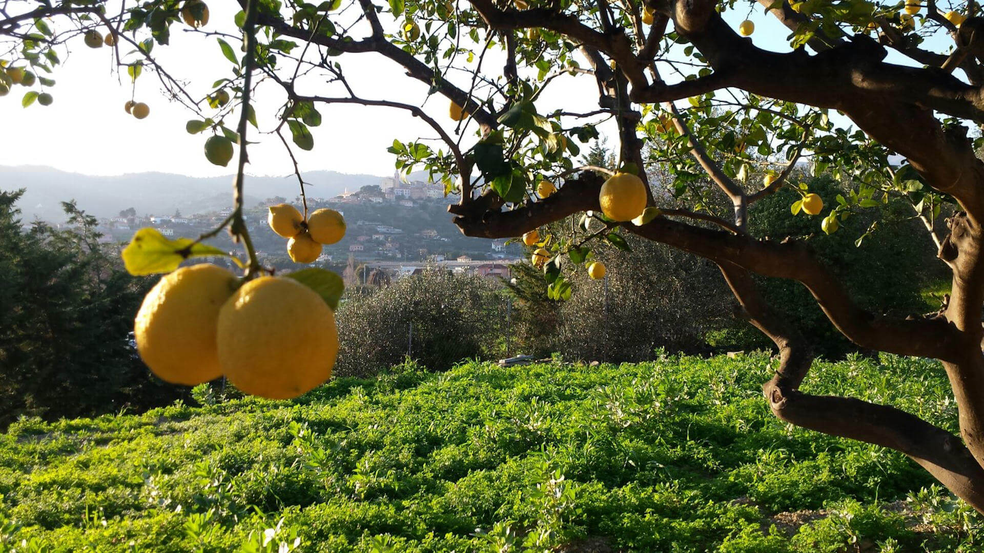 Lemons from Diano Marina: Cultivation and Tradition
