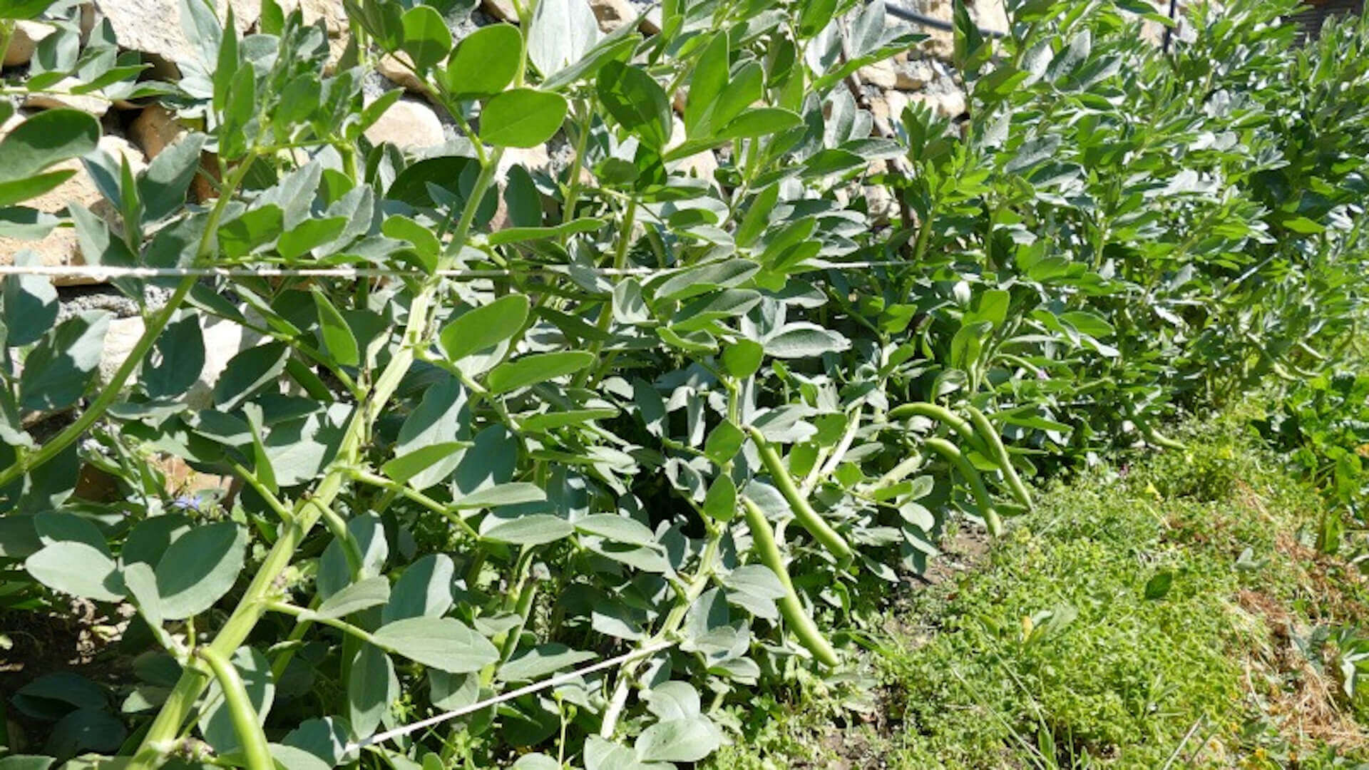 Broad Beans from Agriturismo Le Girandole, Diano Marina