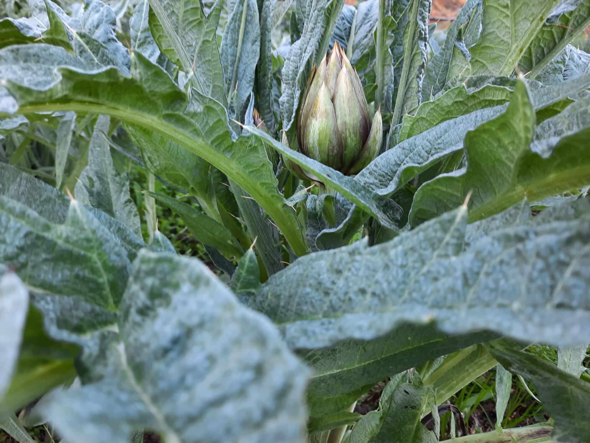 Come fare un diserbante naturale per le erbacce - Il Resto Quotidiano