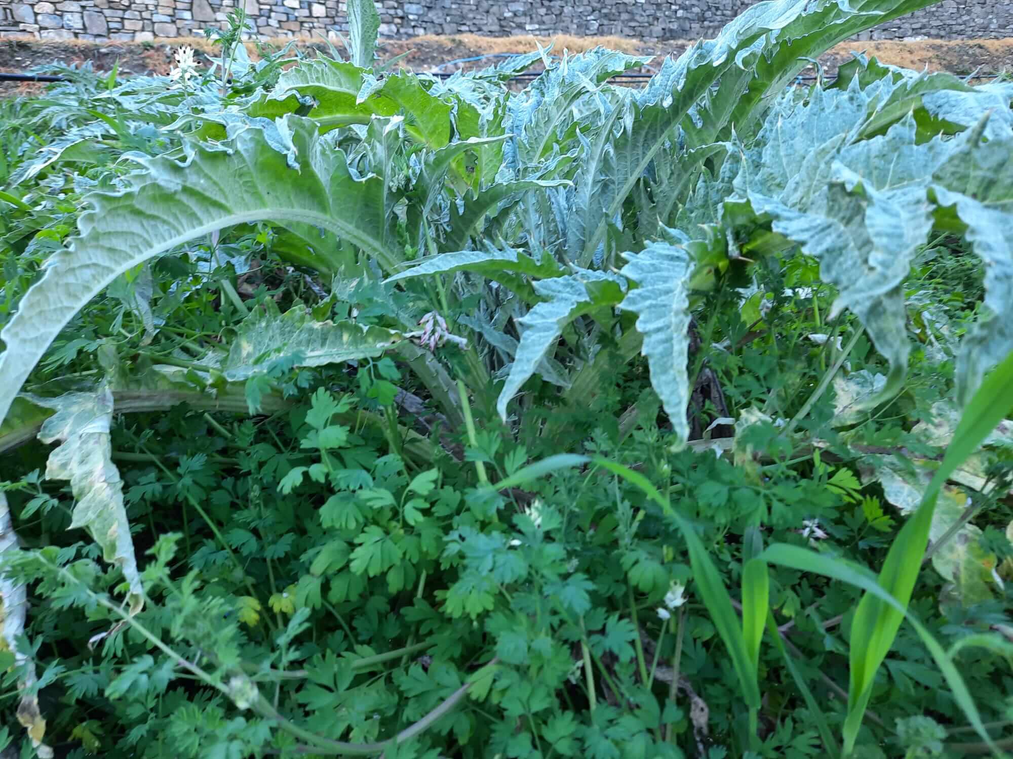 How to remove weeds from artichokes 