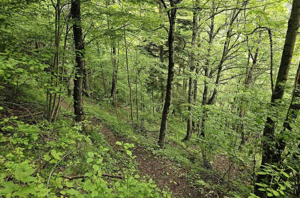 Un tratto boschivo lungo il Sentier d’Interpretation