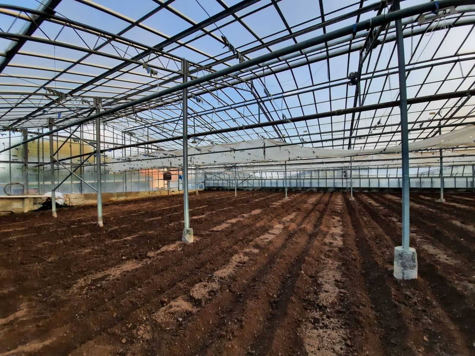 The ox-heart tomato greenhouse