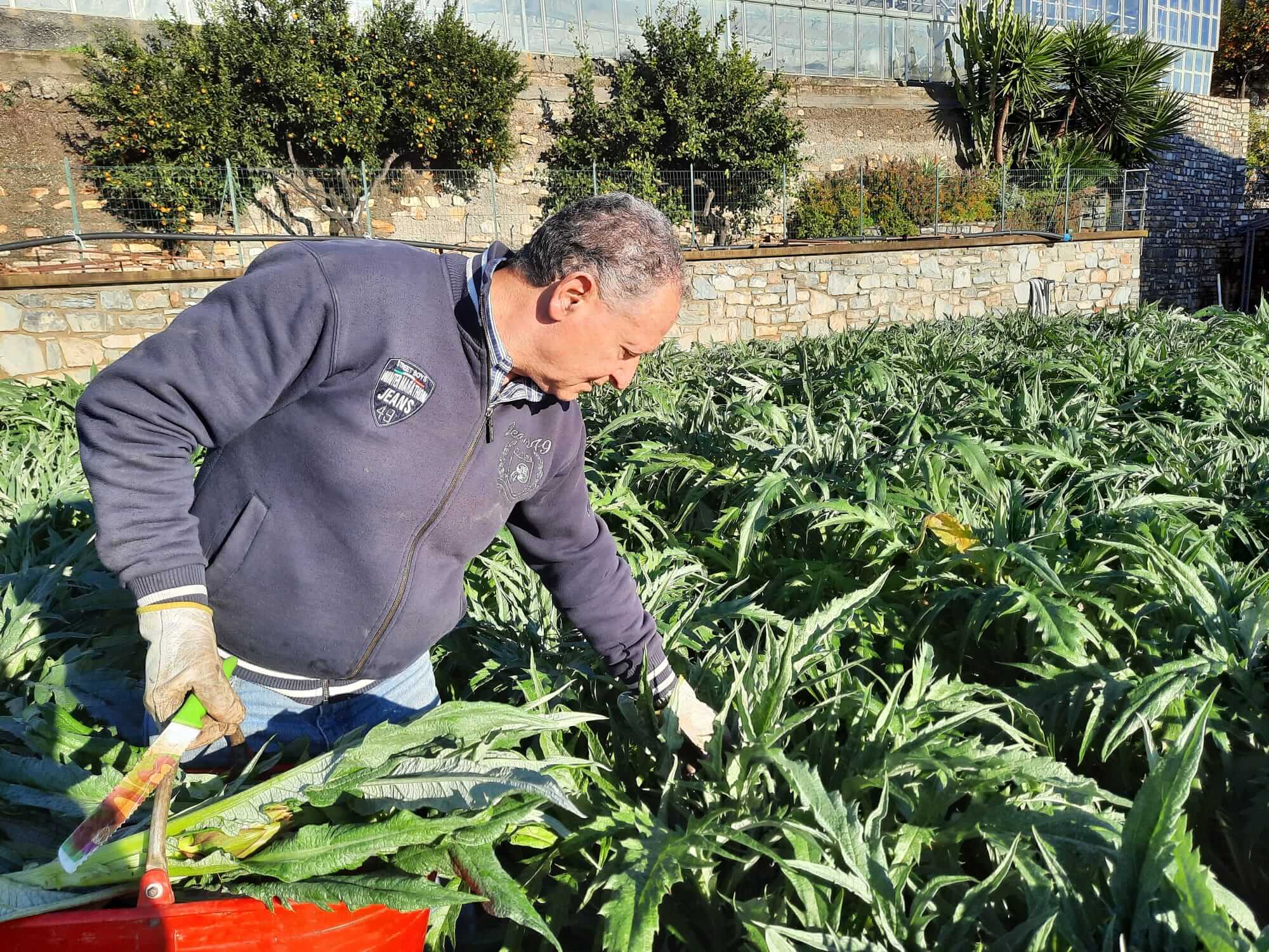 La raccolta di carciofi alle Girandole