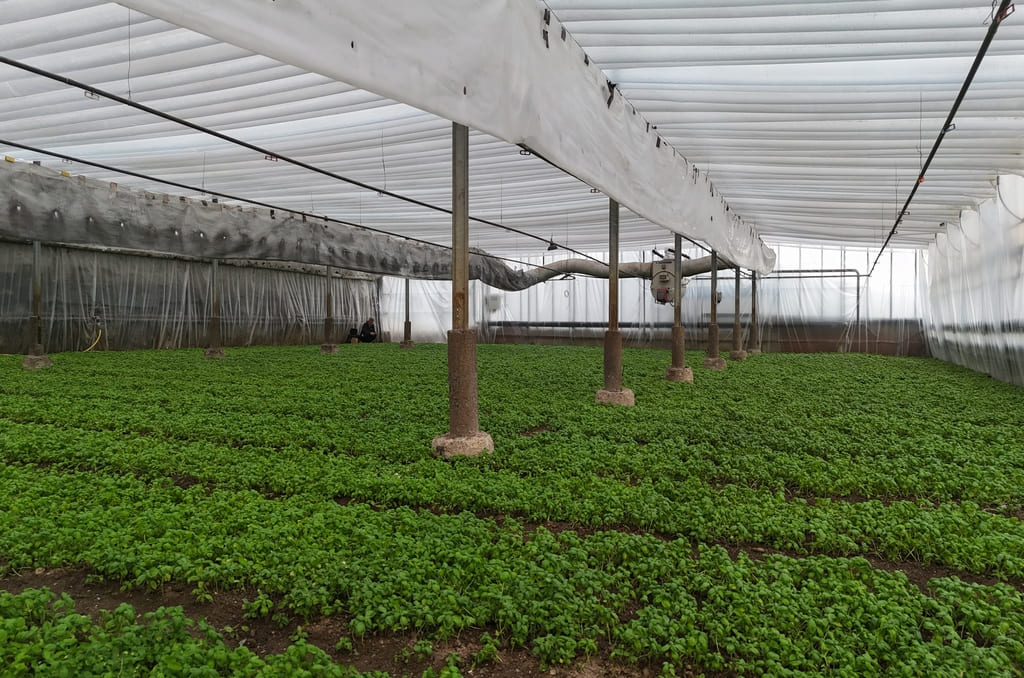 Serra di basilico pronta per la raccolta La nostra serra di basilico